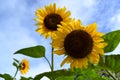 Two Sunflowers and Blue Sky Royalty Free Stock Photo