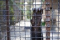 Chimpanzee hand on fence at zoo