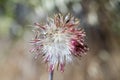 Milk Thistle Silybum marianum head. Royalty Free Stock Photo