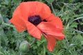 Giant Poppy in wild flower meadow. Royalty Free Stock Photo