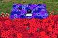 Centenary poppies display at Selby Cathedral.