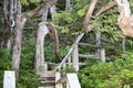 Eco-friendly steps within The Wild Pacific Trail, Ucluelet, British Columbia.