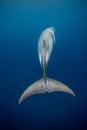 A Minke whale swims under the surface Royalty Free Stock Photo