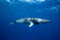 A Minke whale swims under the surface Royalty Free Stock Photo