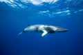 A Minke whale swims under the surface Royalty Free Stock Photo