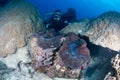 Diver near a giant clam Royalty Free Stock Photo