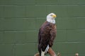 Bald Eagle Perched on a Log Royalty Free Stock Photo