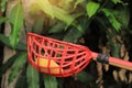 Taker basket taking mango from tree