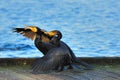 It takes two to tango - Little Black Cormorants