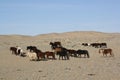 Takhi (Przewalski) horses in the wild Chuun Bogd valley, Gobi Desert, Mongolia.