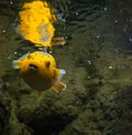 Takifugu rubripes (dog-fish) yellow with black spots in an aquarium Gdynia, Poland Royalty Free Stock Photo