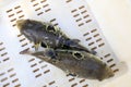 takifugu rubripes in a mariculture workshop Royalty Free Stock Photo