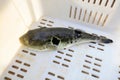 takifugu rubripes in a mariculture workshop Royalty Free Stock Photo