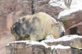 Takin eating snow Royalty Free Stock Photo