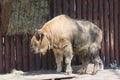 Takin (Latin Budorcas taxicolor) Royalty Free Stock Photo