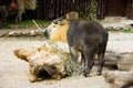 takin is an artiodactyl mammal bovids animal rare animal