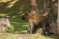 Takin, Thimphu, Bhutan Royalty Free Stock Photo