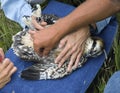 After Taking Blood from Juvenile Osprey (Pandion haliaetus) Royalty Free Stock Photo