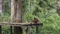 Taking care of animals. Fruits are laid out on a wooden deck in a tropical rain forest. Royalty Free Stock Photo