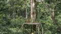 Taking care of animals. A platform for feeding monkeys is installed in the tropical rain forest