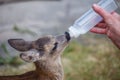Taking care of a baby roe deer