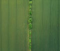 Taking care of the crop. Aerial view of a huge farmland. Green wheat fields from a bird\'s eye view