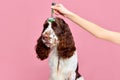 Taking care after dog. Purebred English springer spaniel doing roller muzzle massage against pink studio background