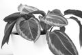 Taking care of a drama queen: monochrome portrait of a Calathea plant
