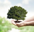 Taking care of new development hand holding tree environmental conservation Royalty Free Stock Photo