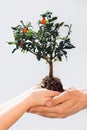 Taking care of new tree or the environment Royalty Free Stock Photo