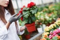 Taking care of plants. Girl with gloves on her hands holding pot with red flowers Royalty Free Stock Photo