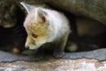 Taking care of red fox baby found by people alone in forest