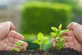 Taking care of small trees with hands.