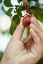 Taking cherry from the tree branch