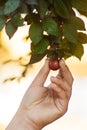 Taking cherry from the tree branch