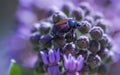 June Bug On A Flower Royalty Free Stock Photo