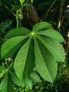 Taking close-up photos of the leaves of the cassava plant