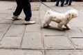 Taking dog for walk on European cobbled street