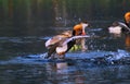 Taking a flight by male red crested pochard Royalty Free Stock Photo