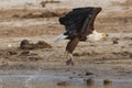 Taking flight from water's edge Royalty Free Stock Photo