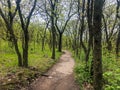 Lovely trail through the forest at Devil`s Lake State Park in Wisconsin Royalty Free Stock Photo