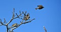 Taking Off Bird Flight, house sparrows Passer domesticus Royalty Free Stock Photo