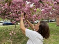 Taking a Photo of the Pink Kwanzan Cherry Blossoms