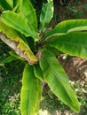 Taking a photo from the top of the banana tree in the garden