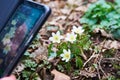 Taking picture of anemone in blossom