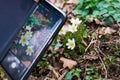 taking picture of anemone in blossom