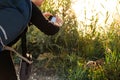 Taking a picture with a mobile phone of a wild otter on a wetlands landscape