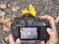 Taking pictures of colorful leaves in autumn nature