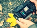 Taking pictures of colorful leaves in autumn nature