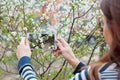 Taking pictures white flower with mobile smart phone in the nature background